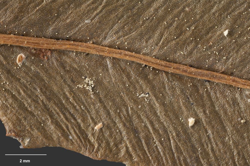 Представитель Семейства Ectolechiaceae